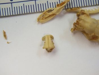 Media type: image;   Herpetology R-6675